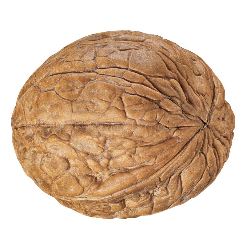 One Walnut isolated closeup in shell as package design element collection on white background. Walnut macro with clipping path royalty free stock photos One Walnut isolated closeup in shell as package design element collection on white background. Walnut macro with clipping path royalty free stock photos