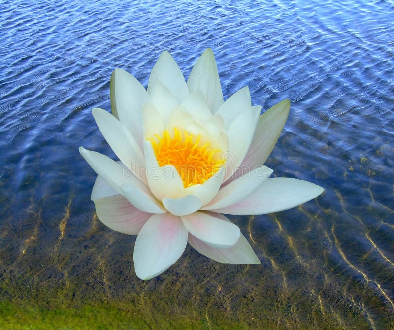 One water lily