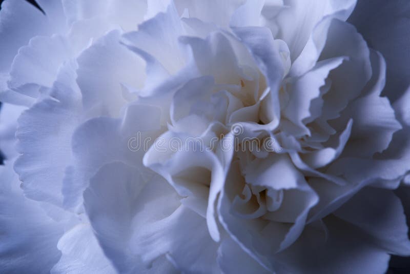 176+ Thousand Carnation Flower Royalty-Free Images, Stock Photos