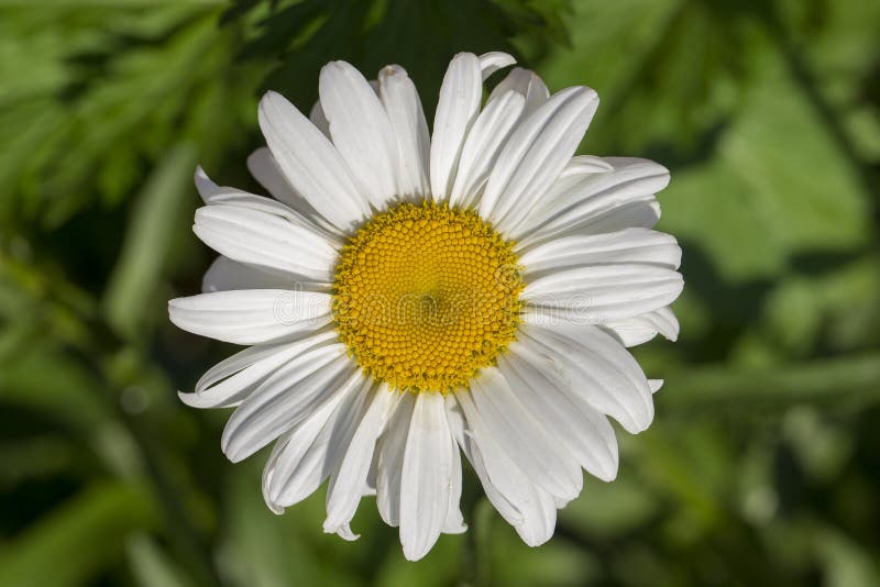 One white chamomile Matricaria white garden daisy blossoming on summer against the background of a green grass. Close up. stock photography One white chamomile Matricaria white garden daisy blossoming on summer against the background of a green grass. Close up. stock photography