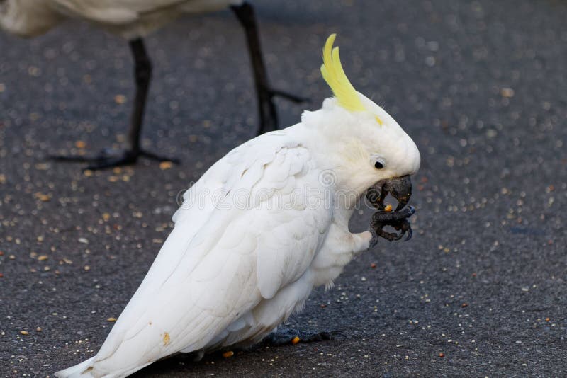 white cockatoo price white cockatoo price