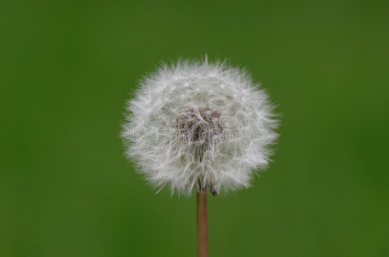 Stubborn Grass Flower at the Backyard — Steemit