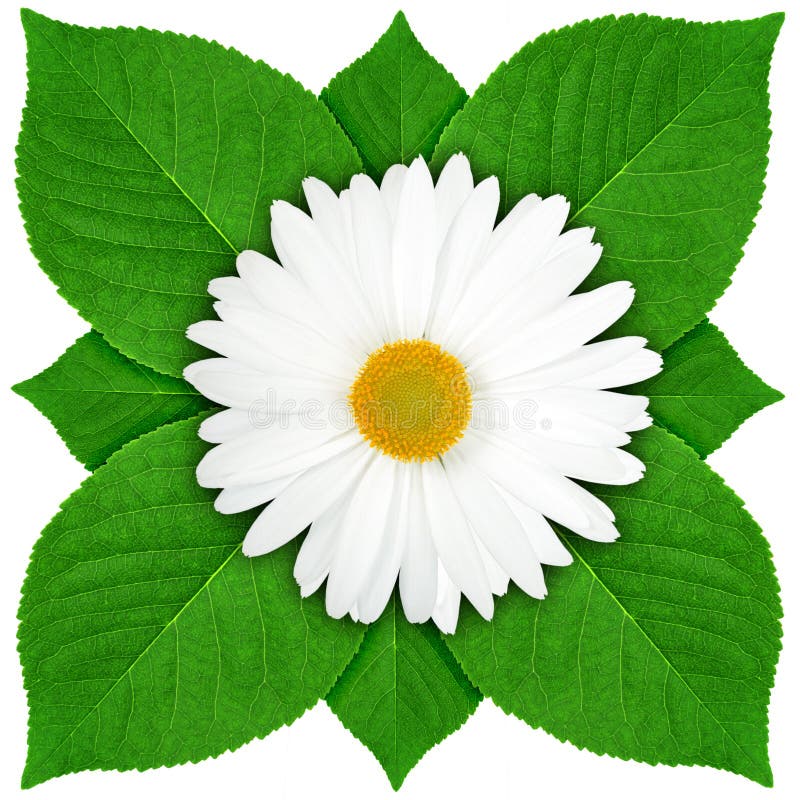 My Image 28