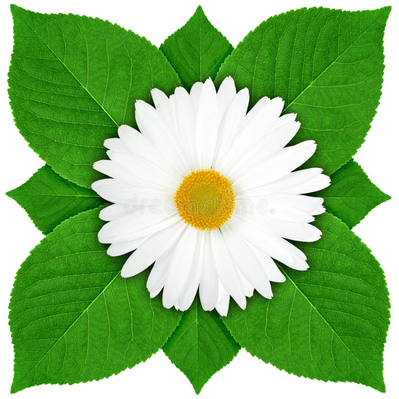 One white flower with green leaf