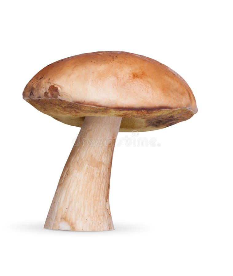 552,823 Mushroom Stock Photos Free & RoyaltyFree Stock Photos from