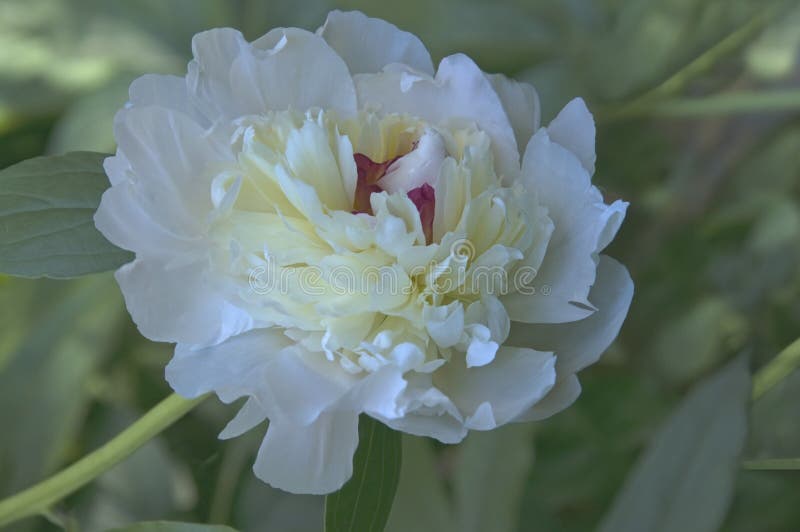 One white peony Paeonia on a background of green leaves in the garden