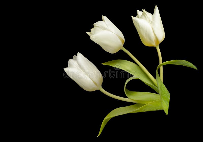One White Tulip on a Black Background Stock Photo Image of elegant