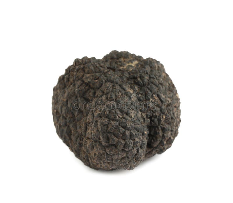 One Whole Black Truffle Isolated on White Stock Image Image of