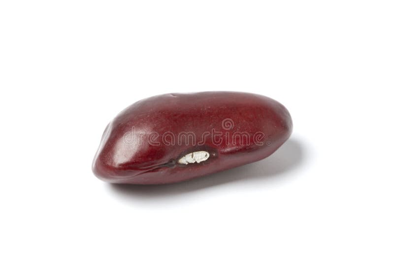 One whole single Red kidney bean on white background