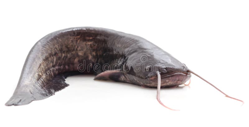 196 Bullhead Catfish Photos - Free & Royalty-Free Stock Photos from