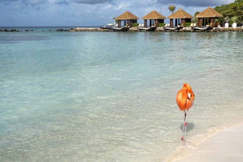 One Wild Pink Flamingo on a Caribbean Beach With Cabanas in the Background 2