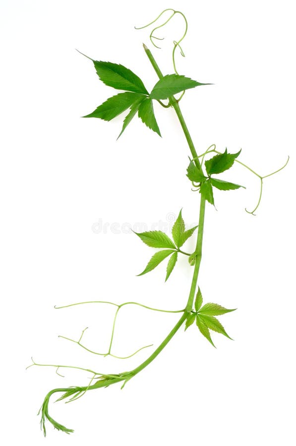 One wild vine fresh twig isolated