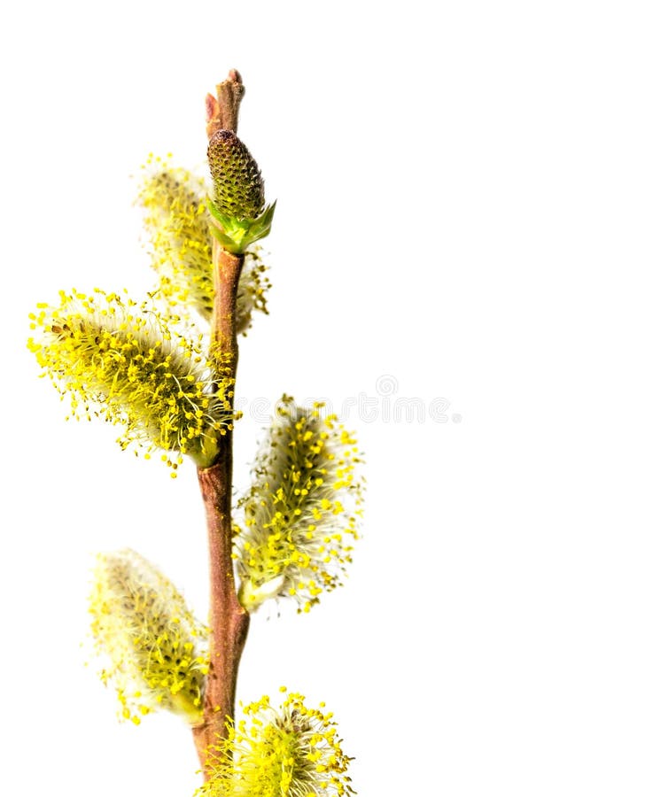 One willow branch with fluffy buds with yellow pollen isolated on a white background, concept of the beginning of spring and stock images