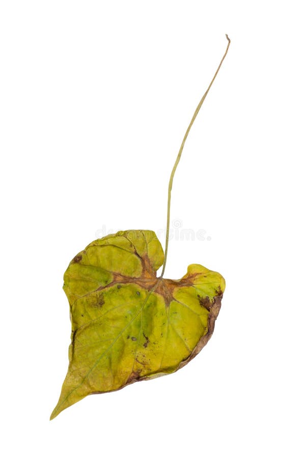 One wilted leaf stock image. Image of background, fall 185626417
