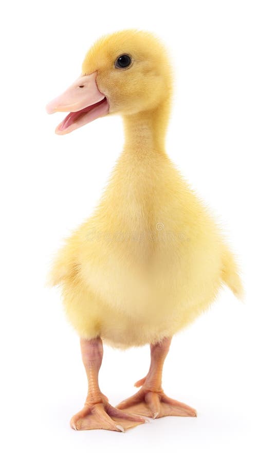 35 369 Duckling Photos Free Royalty Free Stock Photos From Dreamstime 35 369 Duckling Photos Free Royalty Free Stock Photos From Dreamstime