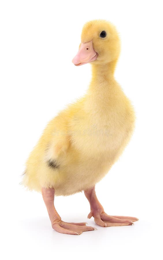 One yellow duckling. stock image. Image of pets, background - 98041715