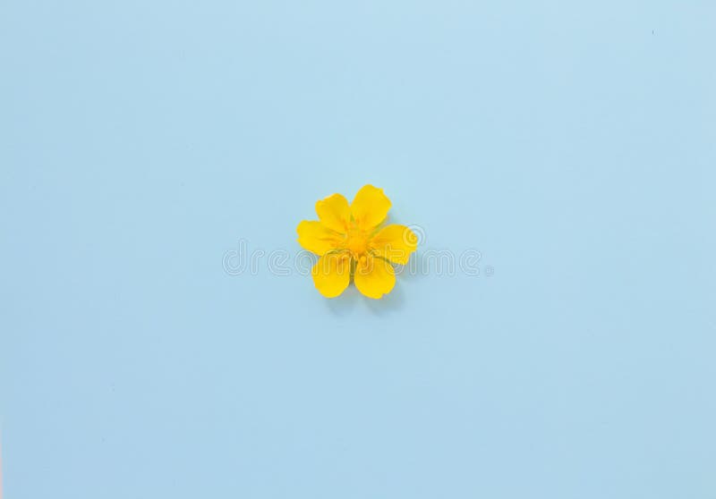 One Yellow Flower on a Gentle Blue Pastel Background in the Center of the  Composition. Floral Minimalism, Live Flower Stock Photo - Image of design,  mother: 196035718