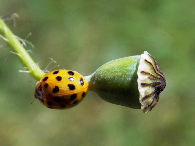 Yellow ladybug on plant stock image. Image of yellow 118100129