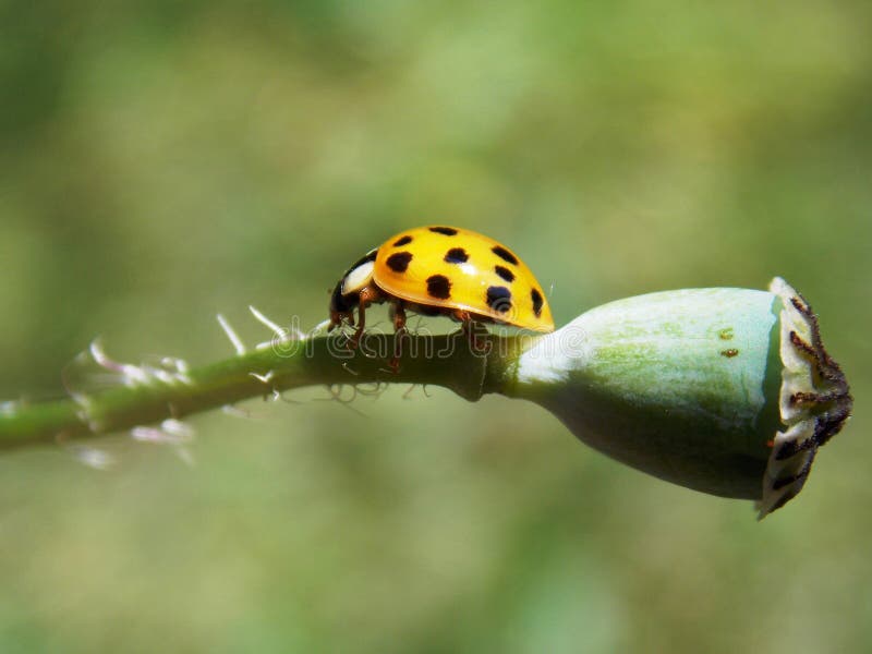 Yellow ladybug on plant stock photo. Image of plant 118100072