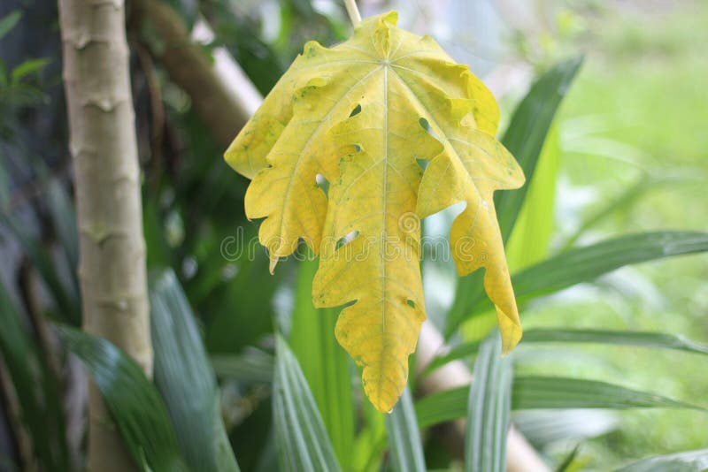 One is the Yellow Leaves of the Papaya Tree and the Background Blurred