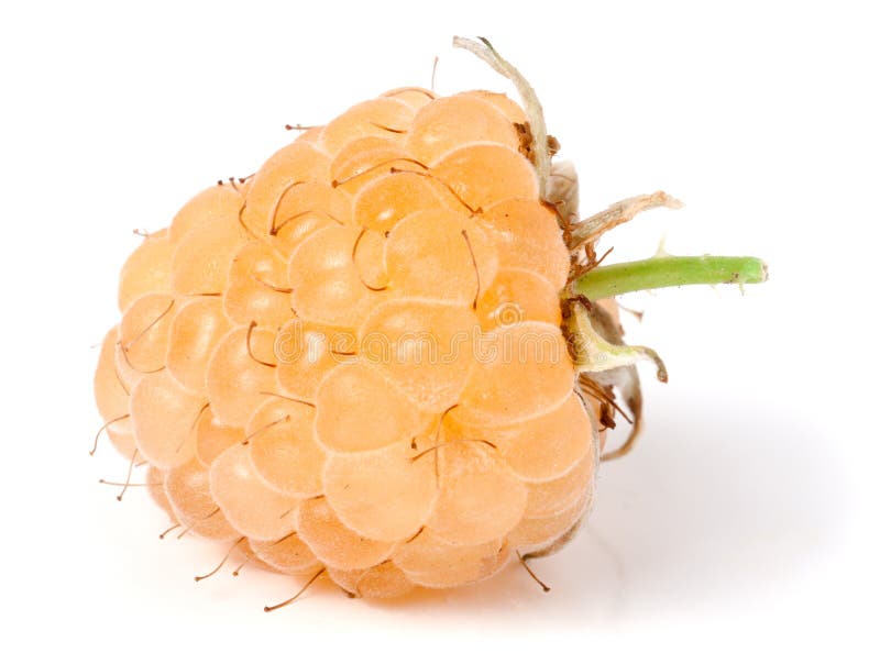 Single Yellow Raspberry Fruit Isolated On White Stock Photo Image of juicy, fresh 110706112