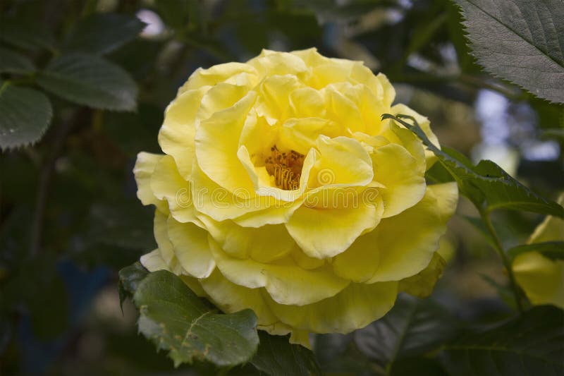 One yellow rose closeup stock photo. Image of garden 301032176