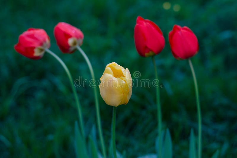 One yellow tulip among four red tulips in droplets of water on the background of green grass . royalty free stock photography One yellow tulip among four red tulips in droplets of water on the background of green grass . royalty free stock photography