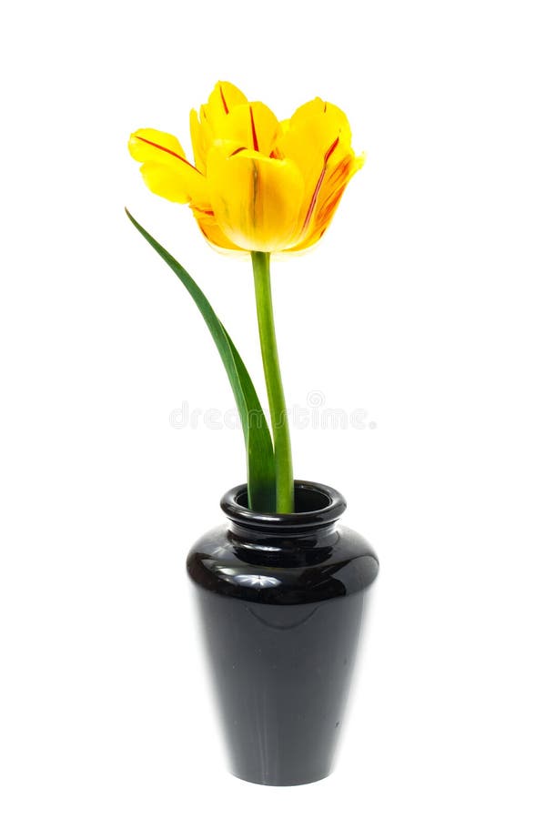 One yellow tulip in vase stock photo. Image of florist 93244416