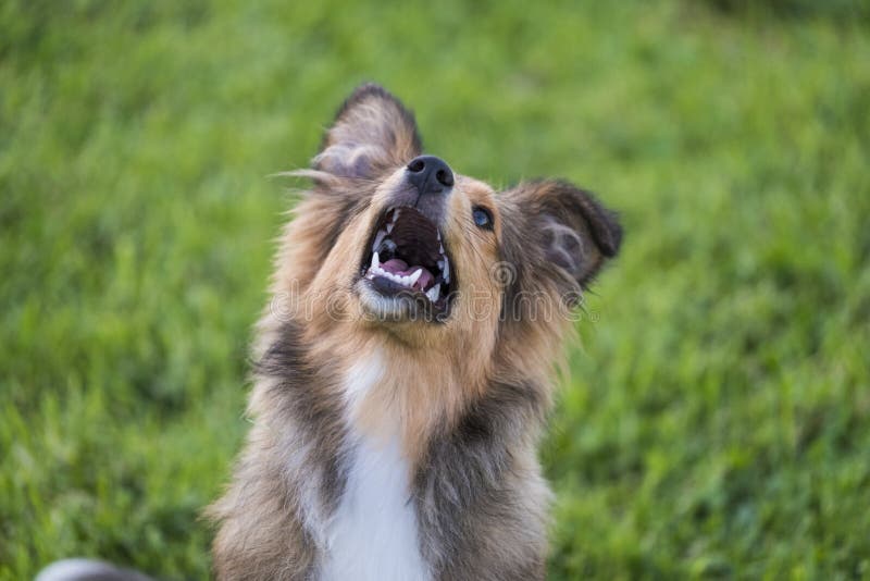 One young puppy dog on the grass playing and training to be a healthy shetland collie - looking up and waiting for his award