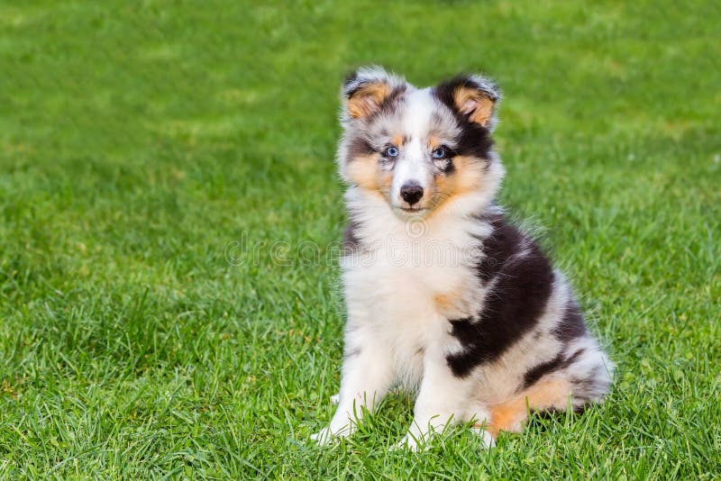 One young sheltie dog sitting on grass royalty free stock images One young sheltie dog sitting on grass royalty free stock images
