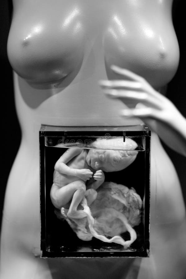Ongeboren menselijk foetus royalty-vrije stock afbeelding Ongeboren menselijk foetus royalty-vrije stock afbeelding