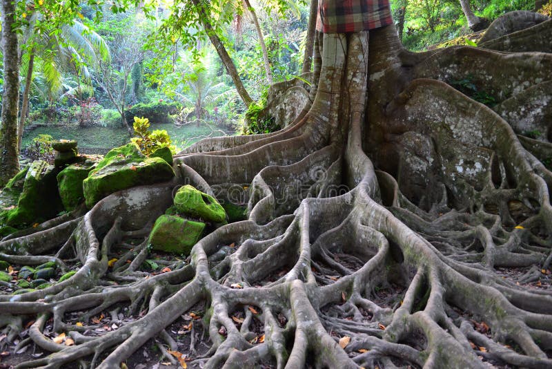 Monkey forest. Strange tree with giant roots among the jungle. Indonesia, Bali, Ubud. Monkey forest. Strange tree with giant roots among the jungle. Indonesia, Bali, Ubud