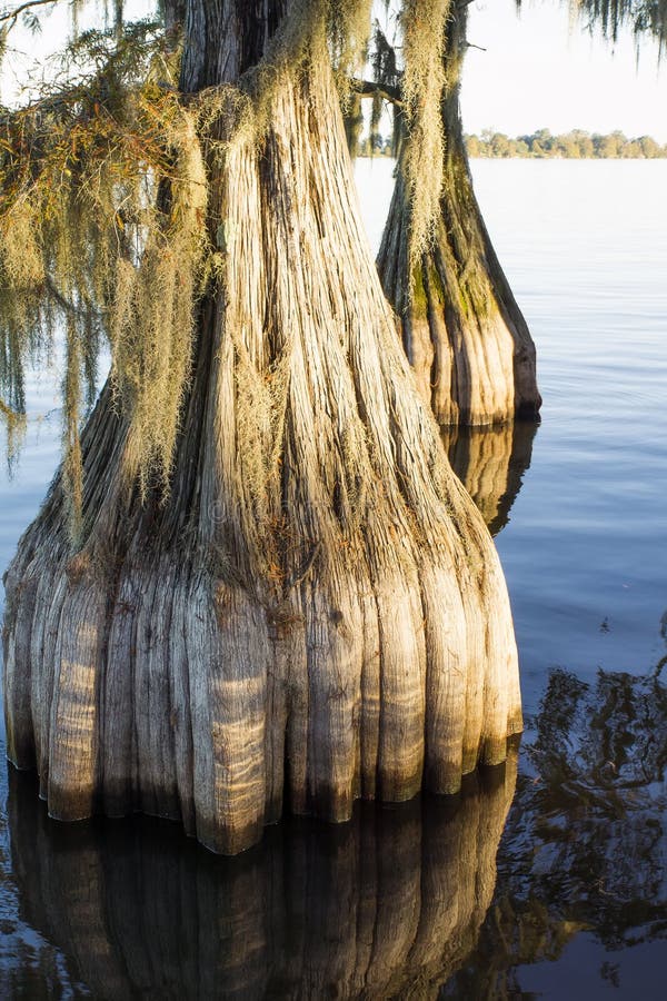 Ongebruikelijke vat kale cipres (distichum Taxodium) royalty-vrije stock afbeeldingen Ongebruikelijke vat kale cipres (distichum Taxodium) royalty-vrije stock afbeeldingen