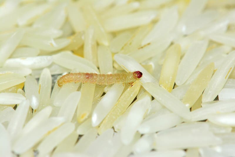 Ongedierteworm op rijst stock afbeelding. Image of bedorven 73448049