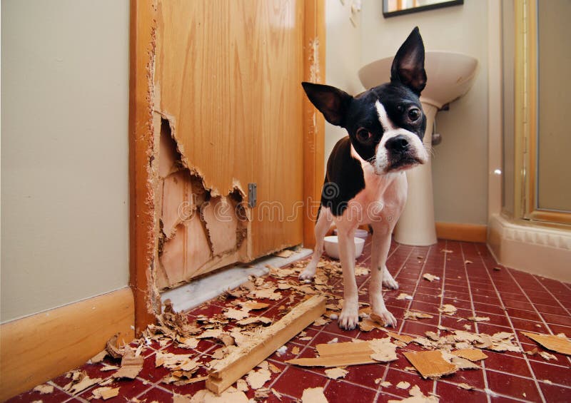 Ongehoorzaam Boston Terrier stock afbeeldingen Ongehoorzaam Boston Terrier stock afbeeldingen