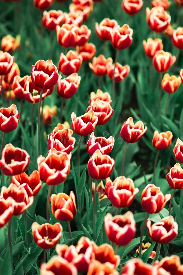 Ongelooflijk mooie de lente rode tulpen in het park van Moskou stock afbeeldingen Ongelooflijk mooie de lente rode tulpen in het park van Moskou stock afbeeldingen