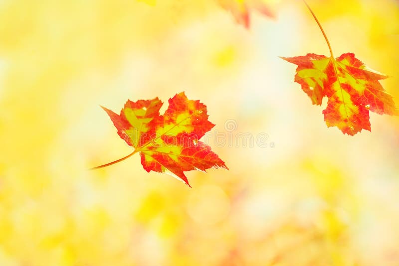 Ongelooflijk mooie heldere bladeren van de herfstesdoorn in een zonnig de herfstpark Kunstfoto stock foto's Ongelooflijk mooie heldere bladeren van de herfstesdoorn in een zonnig de herfstpark Kunstfoto stock foto's