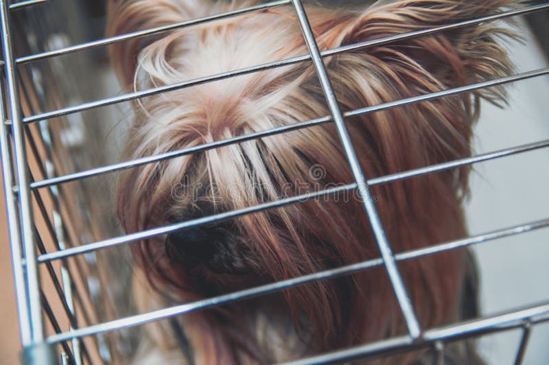 Ongesneden doggie van Yorkshire Terrier in een kooi De intelligente mening van het de hond hoogste close-up van huisdierenyorkies stock afbeeldingen Ongesneden doggie van Yorkshire Terrier in een kooi De intelligente mening van het de hond hoogste close-up van huisdierenyorkies stock afbeeldingen
