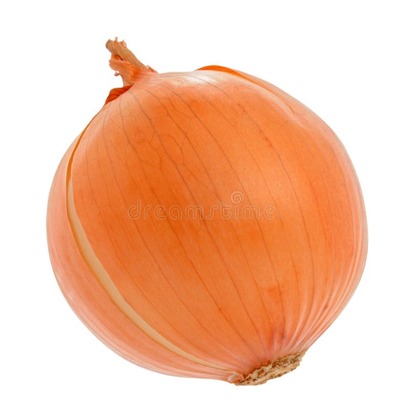 Onion stock image