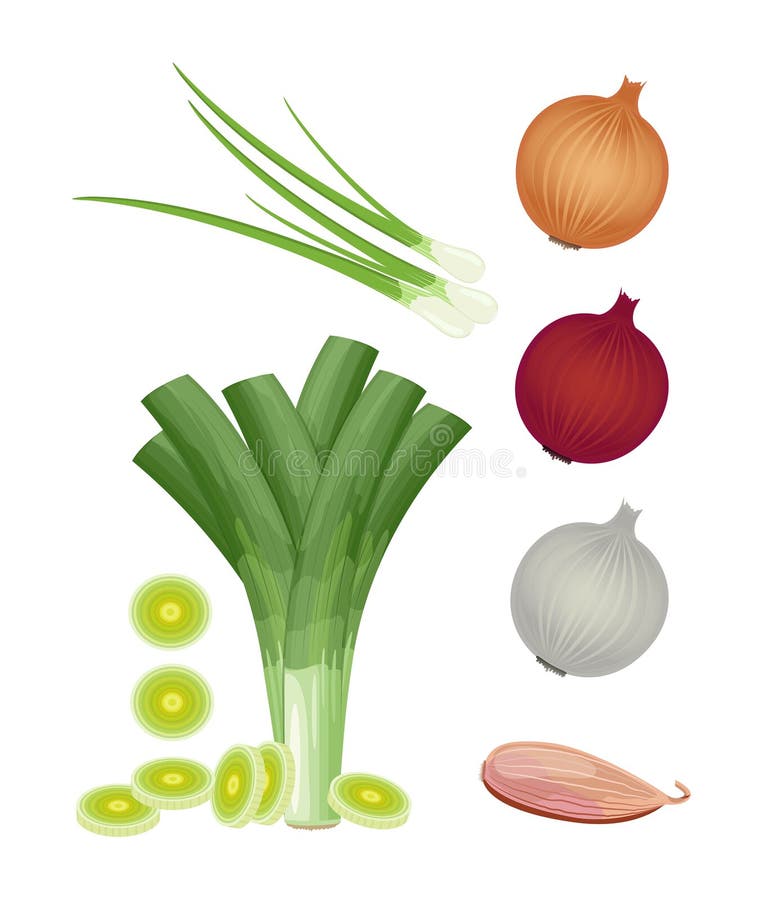 119,239 Shallot Images, Stock Photos, 3D objects, & Vectors