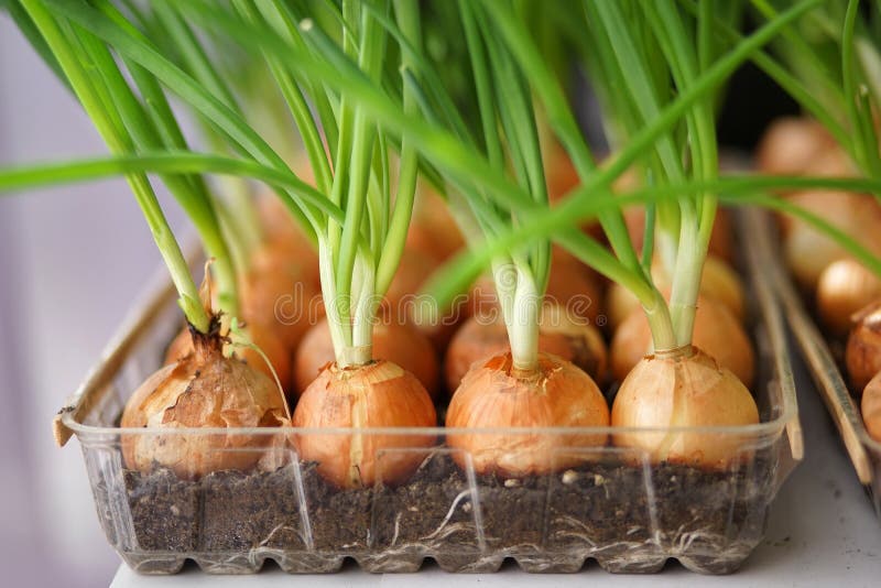 Onion on the bed2. stock photo. Image of bitter, fresh 107990530