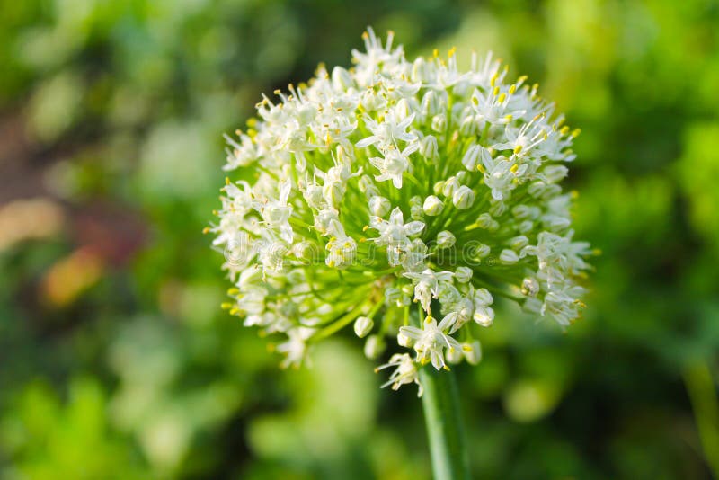 Onion Blossom in Lapham Peak State Park Stock Image Image of allium