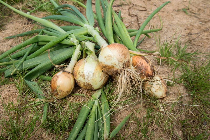 Onion bulbs on the ground stock photo. Image of nature 92217230