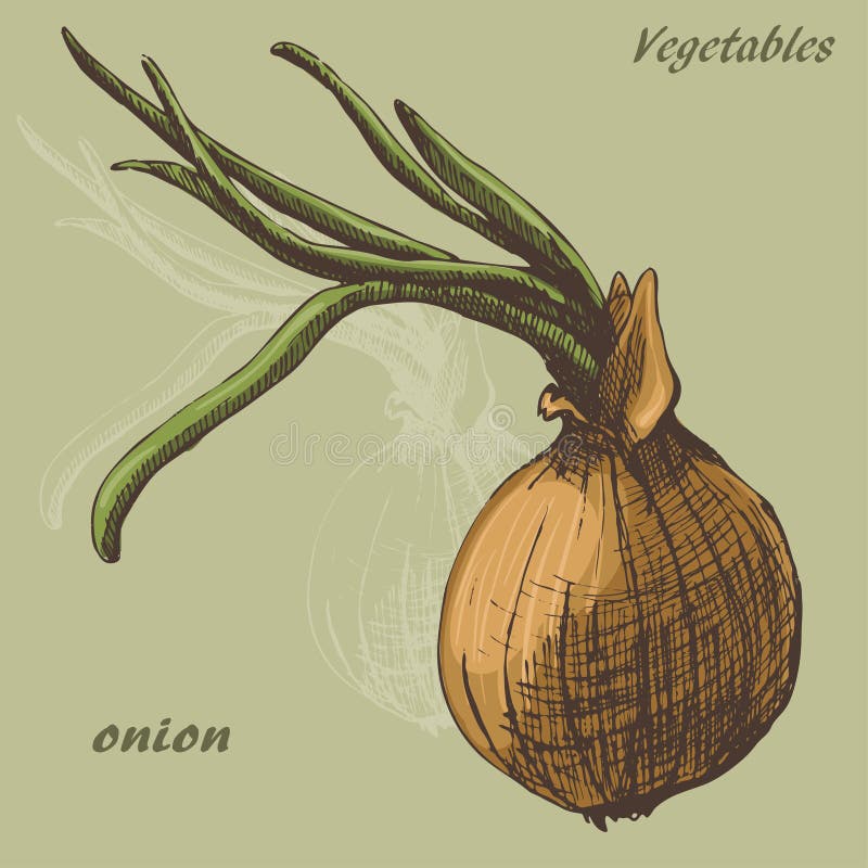 easy drawing for kids,onion drawing and shading in simple steps - YouTube
