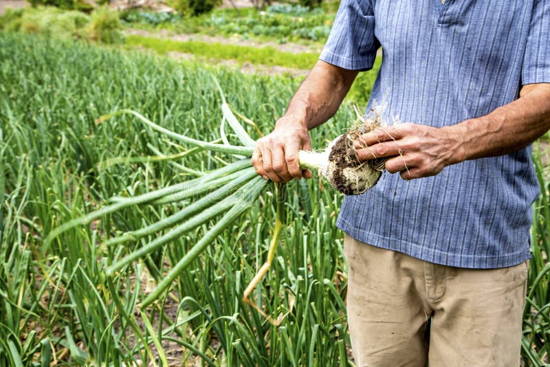 Onion crop field