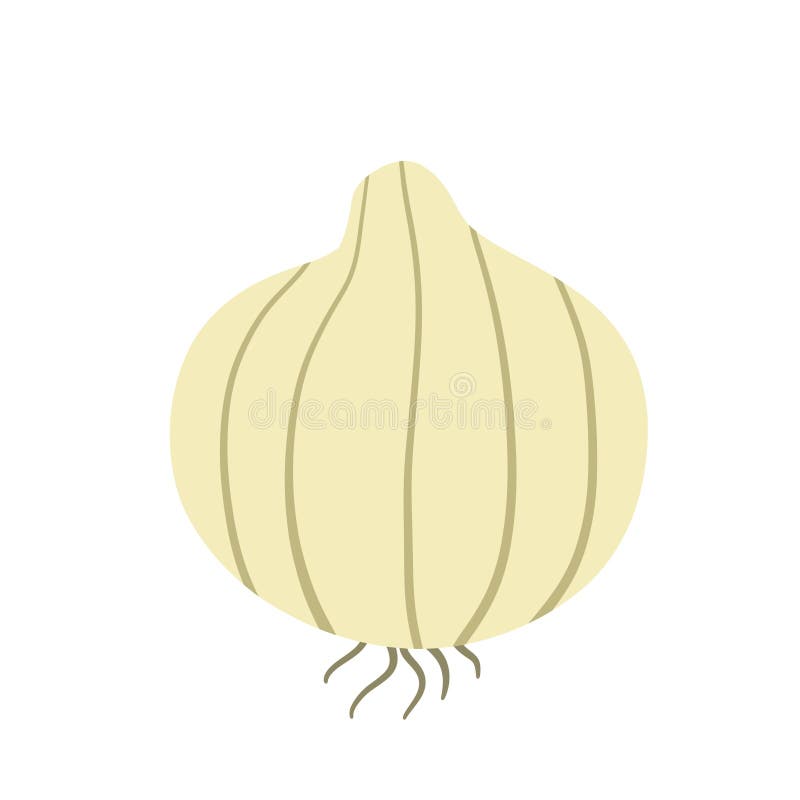 Onion. Vector drawing stock vector. Illustration of botany - 76862911