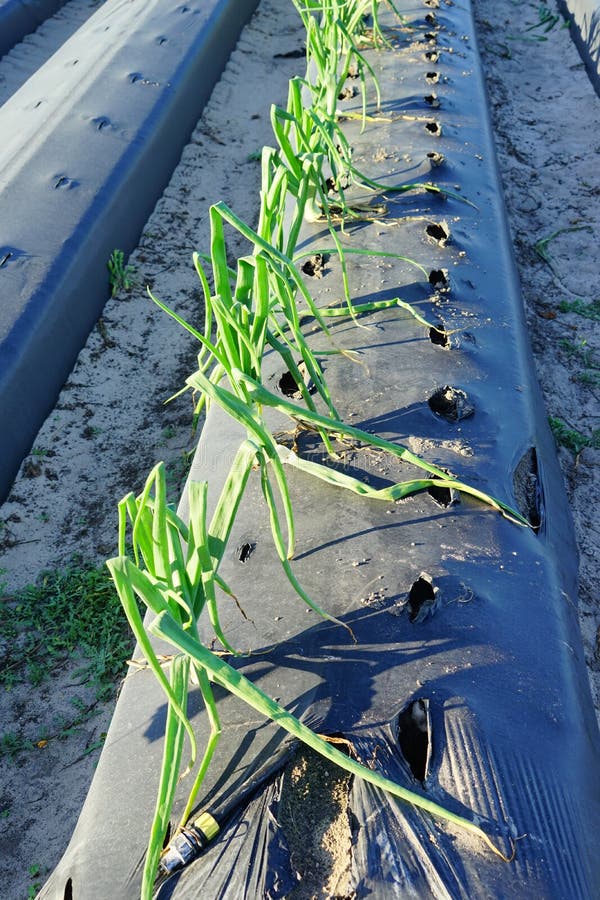 Onion farm stock photo. Image of modern, florida, forest 87308940