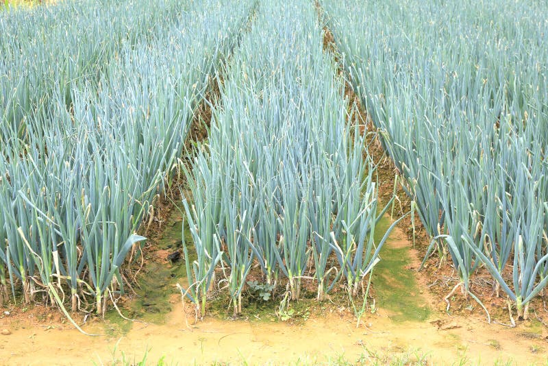 Onion farm stock image. Image of meadow, growth, culture 71391789