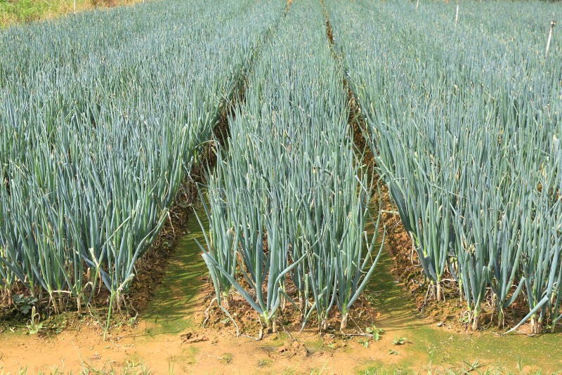 Onion farm stock image. Image of growing, lush, field 71390577