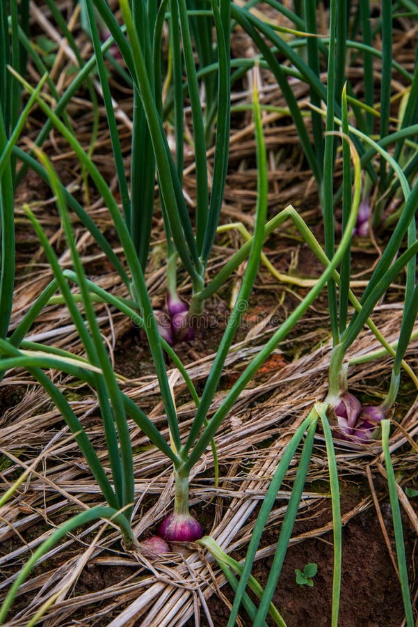 Onion farm stock image. Image of rise, fresh, agriculture 33781787